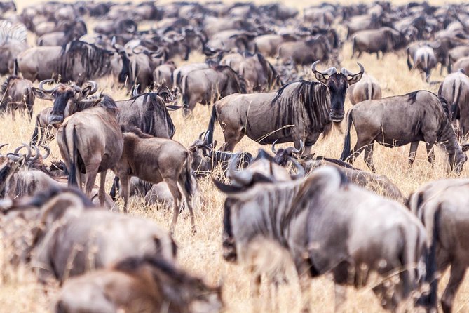 4-Day Masai Mara - Luxury Private safari (JEEP) - From Nairobi to the Great Rift Valley viewpoint