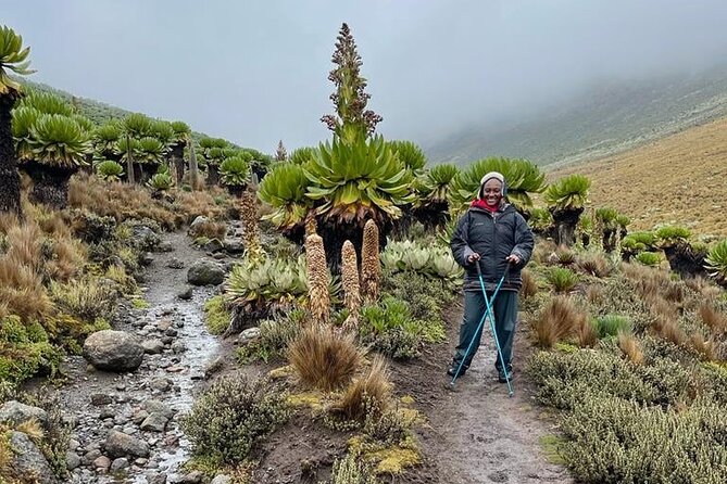4-Day Mount Kenya Trekking with Pick Up - Is $941.18 good value?