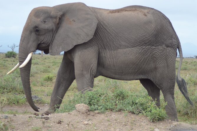 4 Day Private Masai Mara Flight Safari Tour from Nairobi - Day 2: Early light and the Big Five