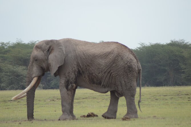 4 Day Private Masai Mara Flight Safari Tour from Nairobi - Day 3: More time to follow your own safari interests