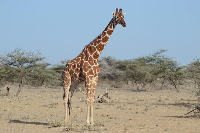4 Day Private Masai Mara Flight Safari Tour from Nairobi - Day 4: A final drive before the flight home