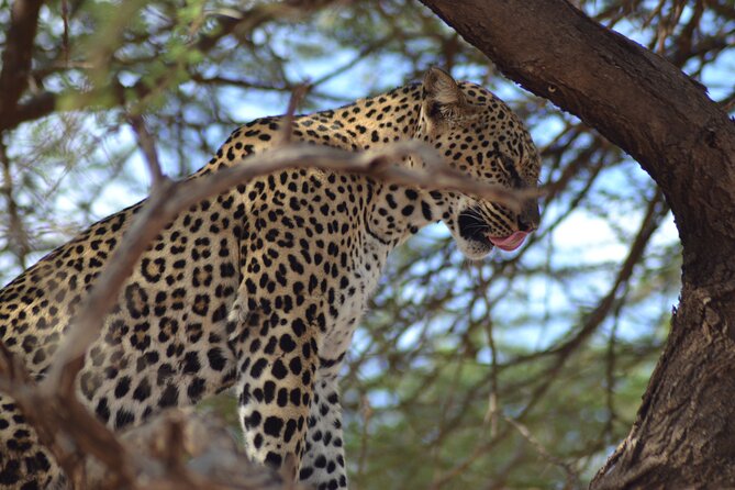 4 Day Private Masai Mara Flight Safari Tour from Nairobi - What the private 4x4 changes