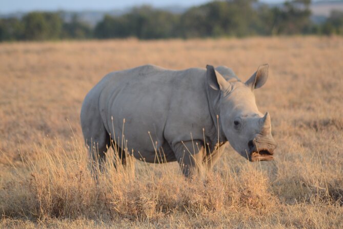 4 Day Private Masai Mara Flight Safari Tour from Nairobi - The Great Migration and the question of timing