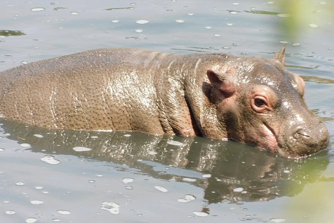 4 Day Private Masai Mara National Reserve & Lake Nakuru National Park Safari - What the private 4x4 arrangement means