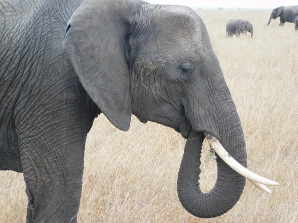4 Day Private Masai Mara National Reserve & Lake Nakuru National Park Safari - The real price, including park fees