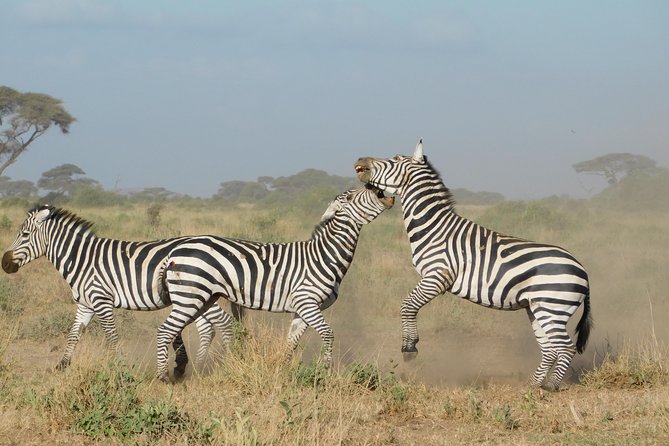 4 Day Private Masai Mara National Reserve & Lake Nakuru National Park Safari - Who should book this safari