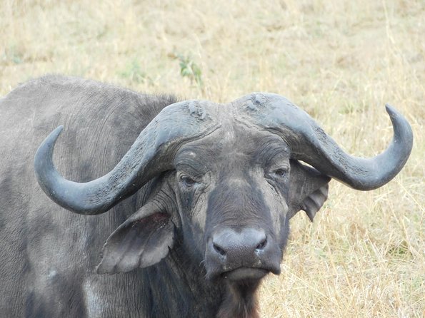 4 Day Private Masai Mara National Reserve & Lake Nakuru National Park Safari - Day one: Nairobi to Lake Nakuru