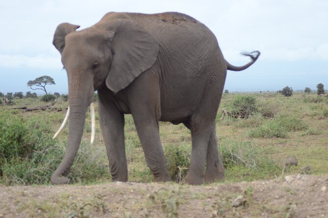 4-Day Safari to Tsavo and Amboseli from Diani Beach - Day 1: Crossing from Diani to Tsavo West