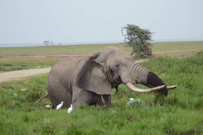4-Day Safari to Tsavo and Amboseli from Diani Beach - Meals, accommodation, and the pace of the trip