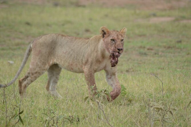 4-Day Safari to Tsavo and Amboseli from Diani Beach - Day 2: Mzima Springs and the road to Amboseli