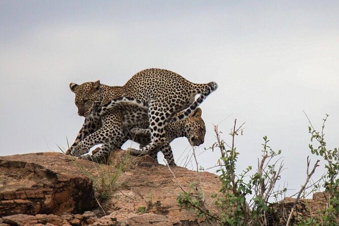 4-Day Tour in Lake Nakuru, Lake Naivash, Masai Mara from Nairobi - What this four-day Kenya safari really offers
