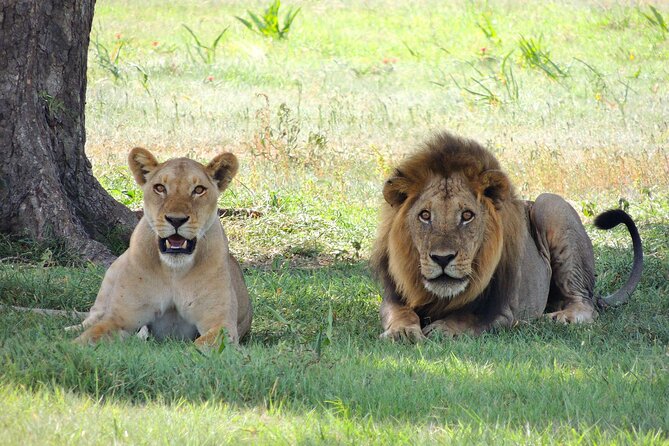 4-Day Tour in Lake Nakuru, Lake Naivash, Masai Mara from Nairobi - The Lake Nakuru question you should clarify