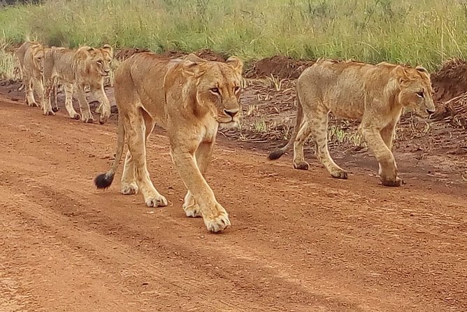 4-Day Tsavo East West and Amboseli National Park from Mombasa - Three parks, three very different safari moods