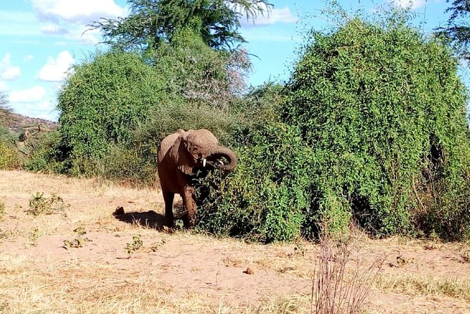 4-Day Tsavo East West and Amboseli National Park from Mombasa - Day 3: Mzima Springs and the road to Amboseli