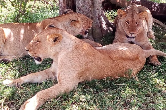 4-Day Tsavo East West and Amboseli National Park from Mombasa - Who should book this safari?