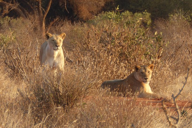 4-Day Tsavo East West and Amboseli National Park from Mombasa - Day 1: Mombasa to Tsavo East and Aruba Dam