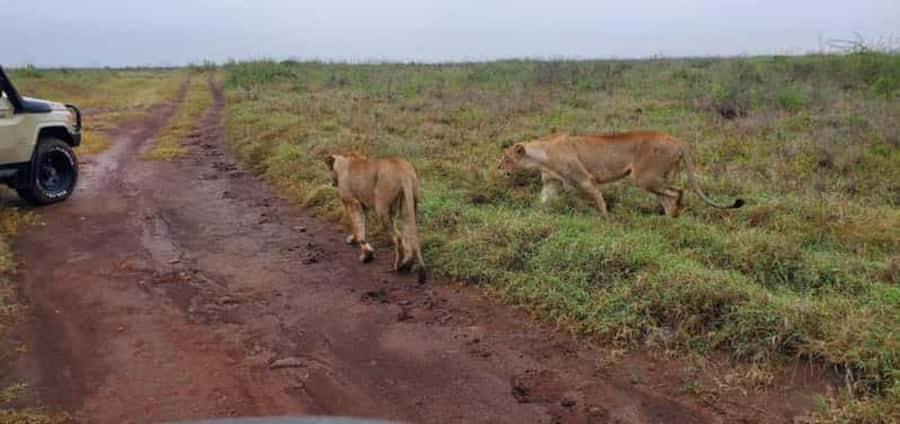 4 Days 3 Nights Masai Mara, L.Nakuru Jeep. - Key points at a glance