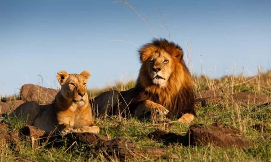 4 Days 3 Nights Masai Mara, L.Nakuru Jeep. - Four days from Nairobi to two major Kenyan parks