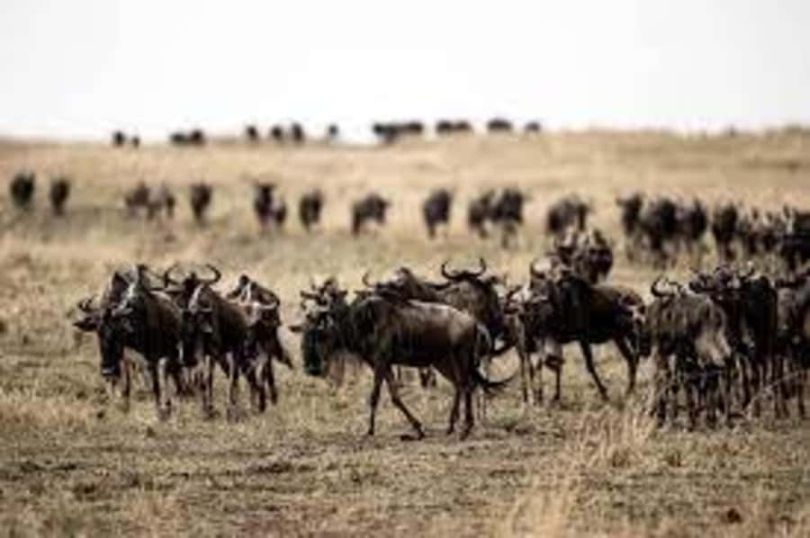 4 Days 3 Nights Masai Mara, L.Nakuru Jeep. - Day two: the full Masai Mara game drive