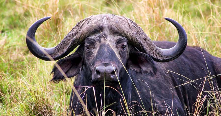 4 Days 3 Nights Masai Mara, L.Nakuru Jeep. - Day four: rhinos, giraffes, and Lake Nakuru birds