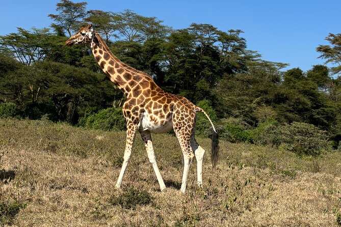 4 Days 4WD Private Maasai Mara, Nakuru Parks with Lodge LUXURY - Key points at a glance