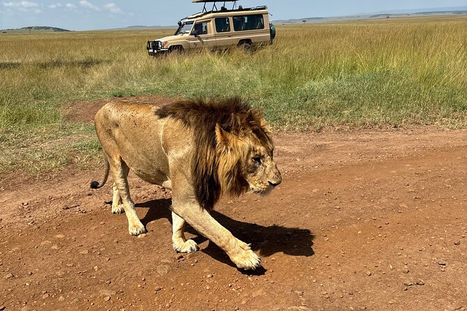 4 Days 4WD Private Maasai Mara, Nakuru Parks with Lodge LUXURY - What the private Land Cruiser changes