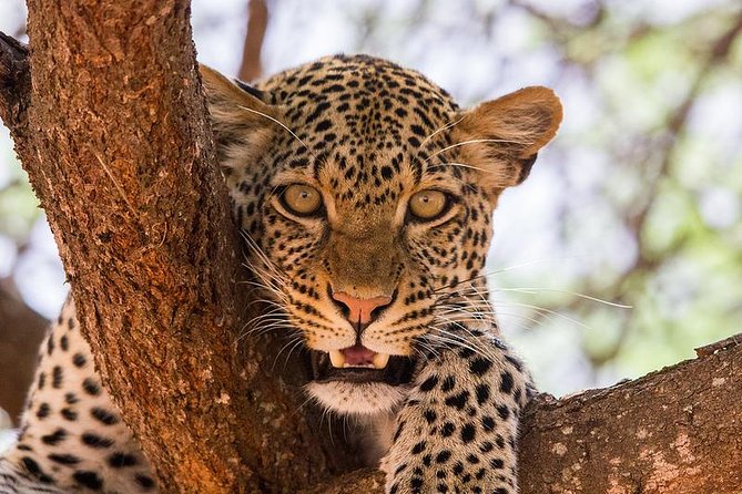4-Days Best Wildlife Safari: Amboseli, Tsavo West & Tsavo East Private Safari - Why this route works in only four days