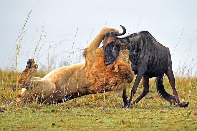 4-Days Best Wildlife Safari: Amboseli, Tsavo West & Tsavo East Private Safari - Day 4: Final game drive and your onward transfer