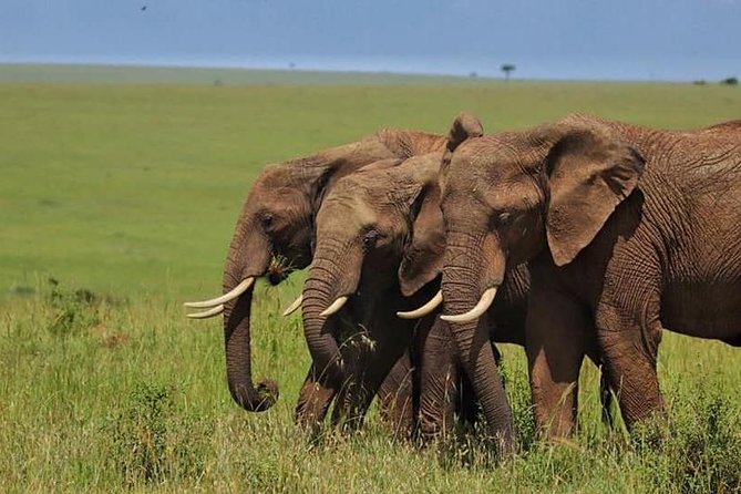 4 Days Enthralling Safaris in Kenya-lake Nakuru Masai Mara - Why this Kenya safari works as a first trip