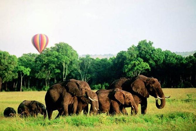 4 Days Enthralling Safaris in Kenya-lake Nakuru Masai Mara - Day 3: A full day on the Mara plains