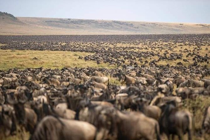 4 Days Enthralling Safaris in Kenya-lake Nakuru Masai Mara - Day 4: One last drive, then back to Nairobi