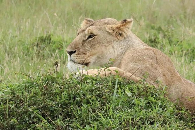 4 Days Enthralling Safaris in Kenya-lake Nakuru Masai Mara - What the $871.80 price really covers