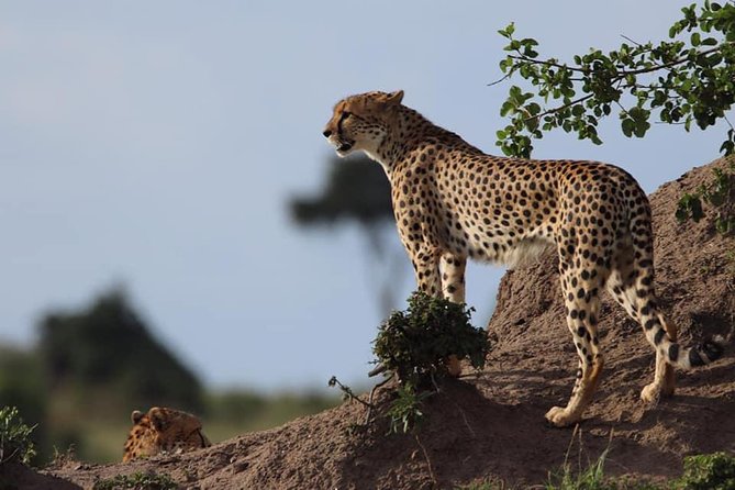 4 Days Enthralling Safaris in Kenya-lake Nakuru Masai Mara - Who should book this four-day route