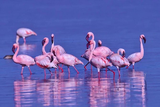 4 Days Enthralling Safaris in Kenya-lake Nakuru Masai Mara - Day 1: Lake Nakuru’s flamingos and rhino country
