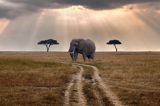 4 days group joining budget safari to Maasai Mara only - Day 4: One last look before Nairobi