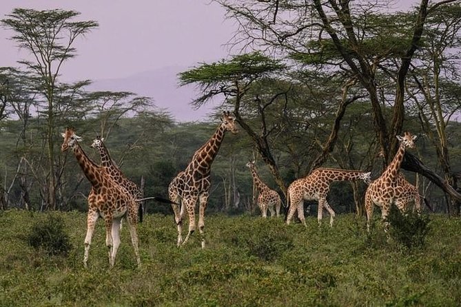 4 days group joining budget safari to Maasai Mara only - Who should book this safari
