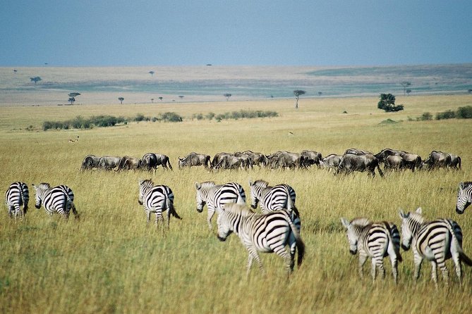 4 Days Group Joining Budget Safari To Masai Mara And Lake Nakuru National Park - Why this safari works for a four-day Kenya trip