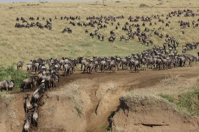 4 Days Group Joining Budget Safari To Masai Mara And Lake Nakuru National Park - Day 4: White rhinos and flamingos at Lake Nakuru