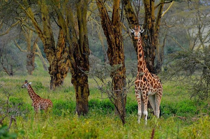 4 Days Group Joining Budget Safari To Masai Mara And Lake Nakuru National Park - Day 2: A full day from the Mara plains to the river