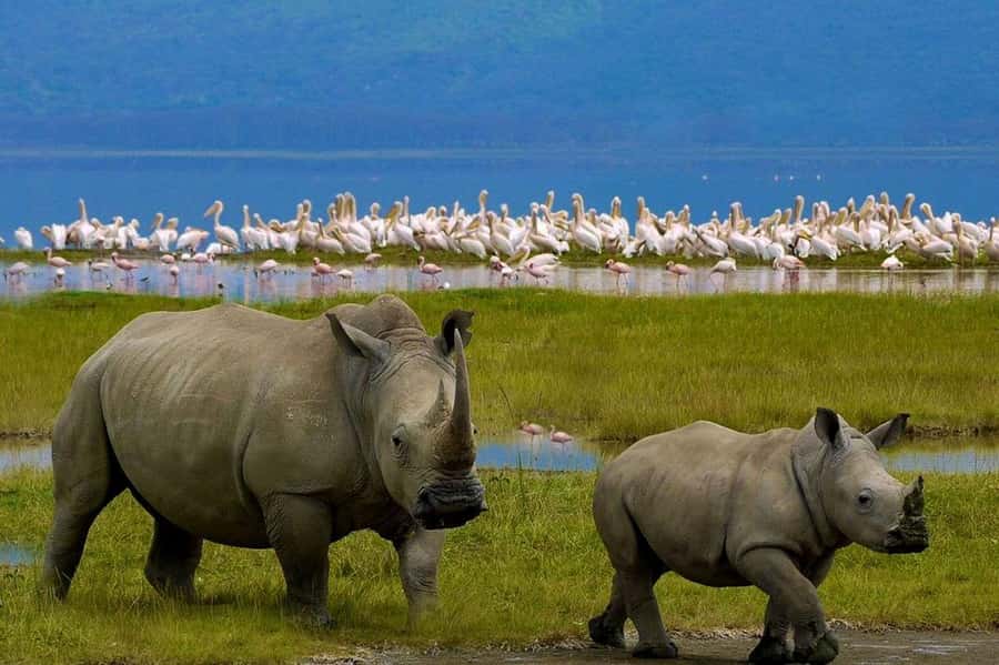 4 Days group safari in a safari van With no park fees - Key points to know before booking