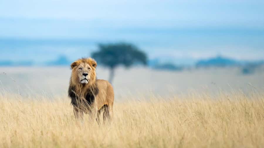 4 Days group safari in a safari van With no park fees - Day one: Nairobi, the Rift Valley, and the first Mara drive