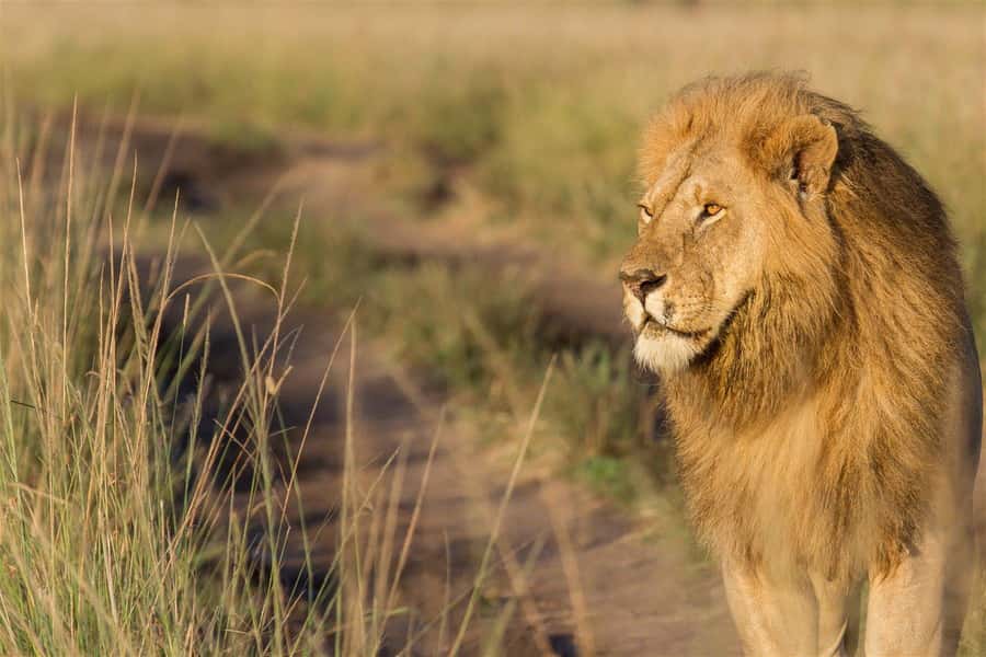 4 days Group safari in Masaai Mara and Lake Nakuru Park - Day 2: A full Masai Mara game drive