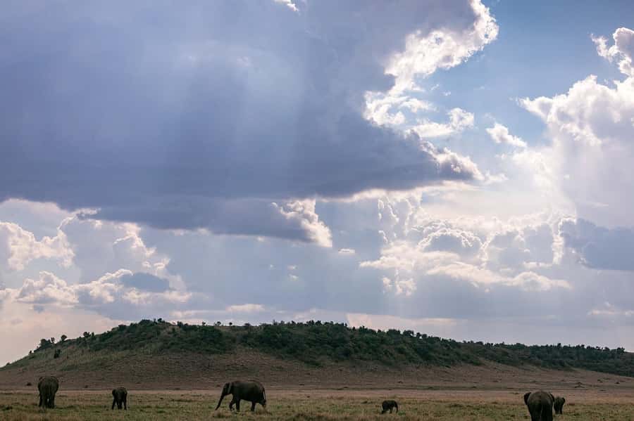 4 days Group safari in Masaai Mara and Lake Nakuru Park - Day 3: Leaving the Mara for Lake Nakuru