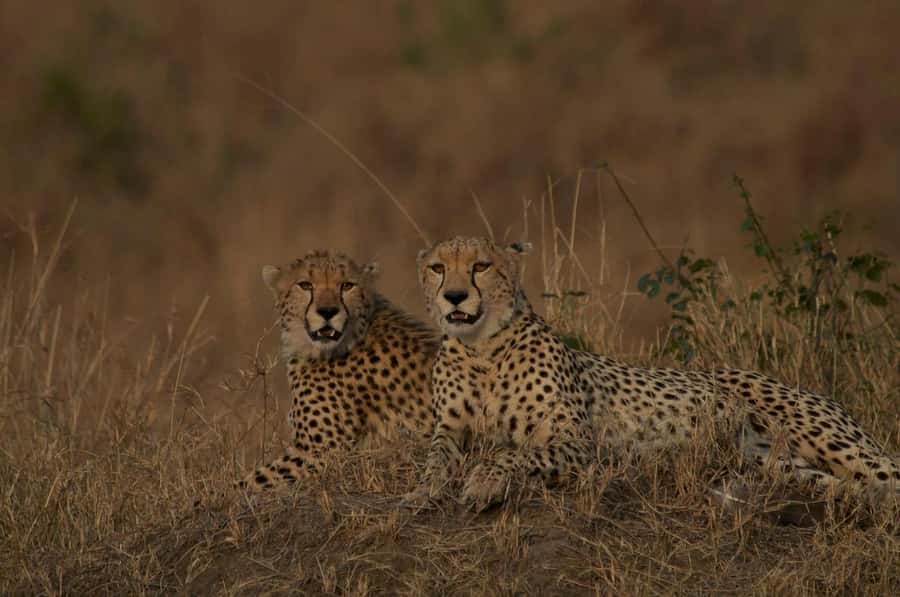 4 days Group safari in Masaai Mara and Lake Nakuru Park - Guides, languages, and group size