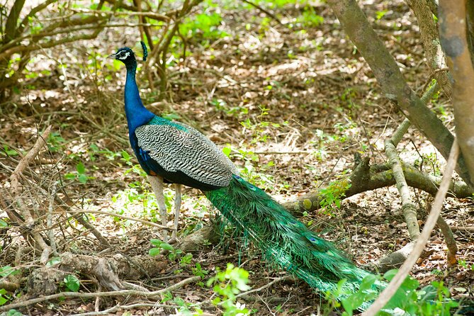 4 Days Lake Nakuru and Masai Mara Luxury Safari - Why Lake Nakuru makes a smart first stop