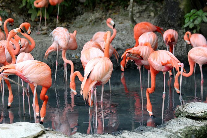 4 Days Lake Nakuru and Masai Mara Luxury Safari - What the private vehicle and guides add