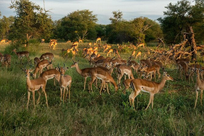 4 Days Lake Nakuru and Masai Mara Luxury Safari - Lodging, meals, and what luxury means here