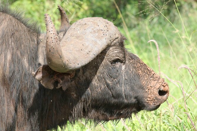 4 Days Lake Nakuru and Masai Mara Luxury Safari - Is $3,170 per person good value?