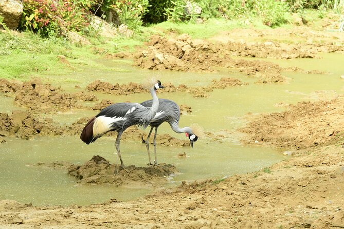4 Days Lake Nakuru and Masai Mara Luxury Safari - Who will enjoy this safari most?
