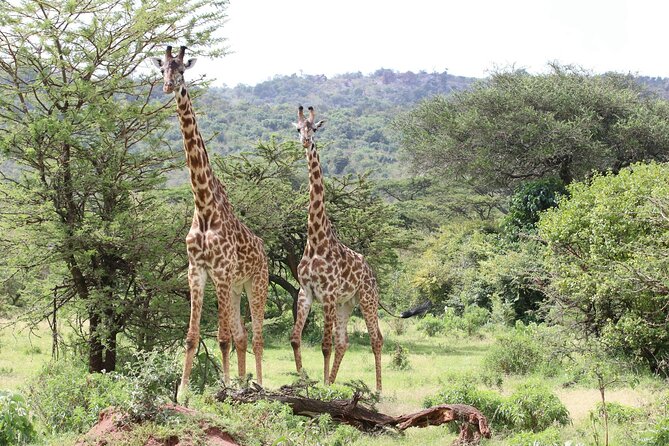 4 Days Lake Nakuru and Masai Mara Luxury Safari - The small details worth checking before payment